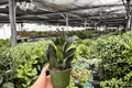 ZZ Black Queen Live Plants - 2 Potted 4-Inch ZZ Plant (Zamioculcas zamiifolia)