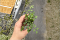 Button Fern (Lemon Fern) Starter Plant in 2" Pot - Nephrolepis cordifolia