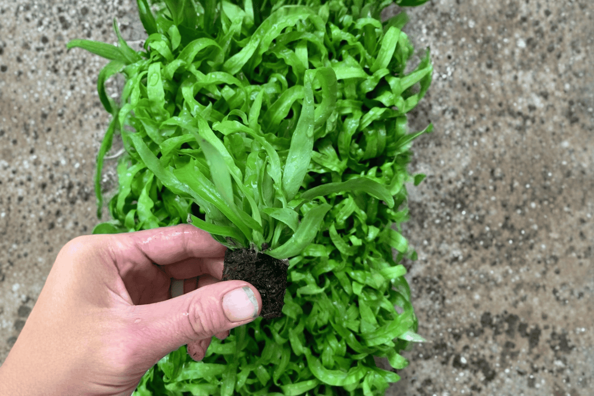 Hurricane Fern (Asplenium antiquum 'Hurricane') Starter Plants – 2 Live Bare-Root