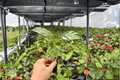 Calathea Zebrina (Goeppertia zebrina) - 2 Exact Starter Plants, Bare Root
