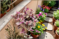 Tradescantia Nanouk Live Plant in 4-Inch Pot | Pink, Purple & Green Striped Houseplant