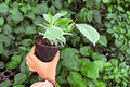 Ficus elastica ‘Tineke’ - 2 Live Ficus Tineke Plants in 4-Inch Pots