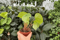 Begonia phuthoensis - 2 Exact Live Plants in 4-Inch Bare Root Pots