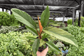 Philodendron Pluto Choco Empress 2 Live Plants (4-Inch Pots) – Exact Plants