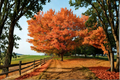 Sugar Maple Acer saccharum Live Tree, 1 Gallon Pot, 18" Tall - Native Shade Tree