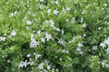 White Serbian Bellflower Alba Campanula poscharskyana | 4-Inch Pot – 1 Live Plant
