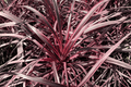 Salsa Torbay Palm Cordyline australis ‘Salsa’ — 1 Gallon Live Plant