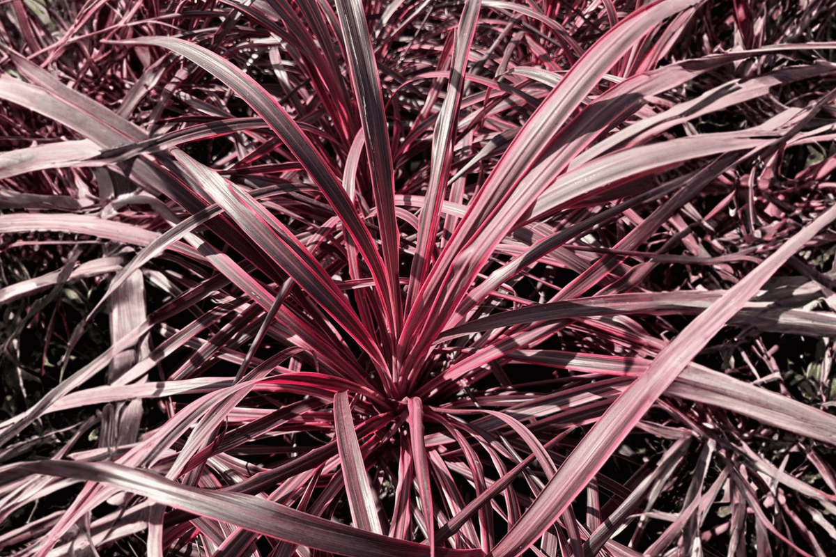 Salsa Torbay Palm Cordyline australis ‘Salsa’ — 1 Gallon Live Plant