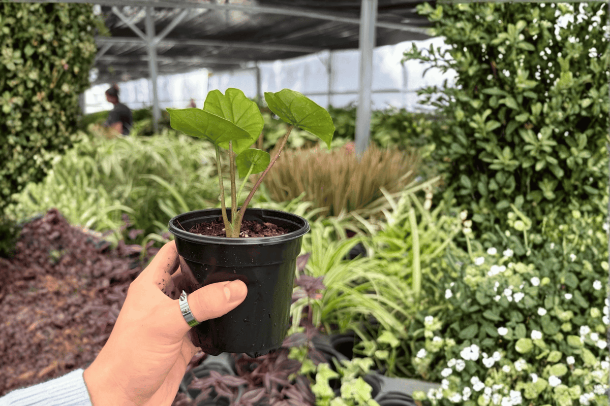 Alocasia Platinum Bisma Live Plants - 2 in 4-Inch Pots (Exact Plants)