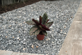 Calathea Ornata Live Plant - Rooted Pinstripe Calathea in 3-Inch Pot