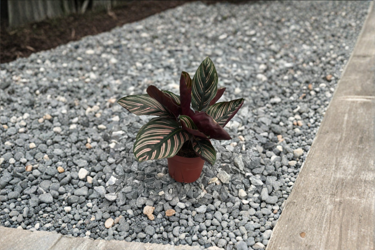 Calathea Ornata Live Plant - Rooted Pinstripe Calathea in 3-Inch Pot