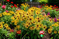 Henry Eilers Rudbeckia Live Plants - 3 Rooted Starter Plants in 1 Qt Pots