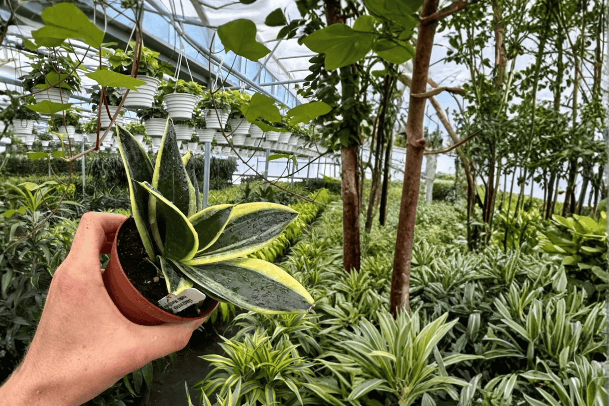 Sansevieria Marginata Jade Live Plants – 2 x 4-Inch Pot, Fully Established Roots