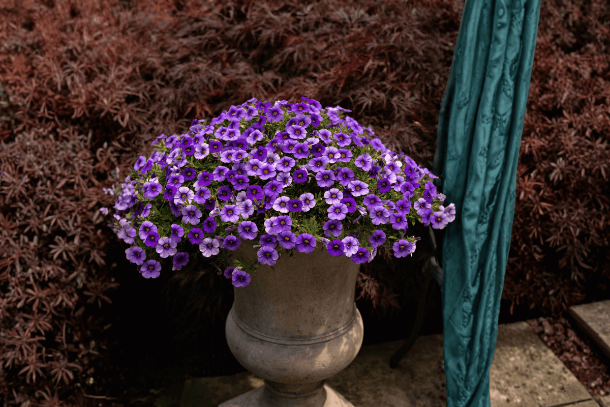 Colibri Dark Lavender Million Bells Calibrachoa (Dark Lavender) - 4-Inch Live Plant