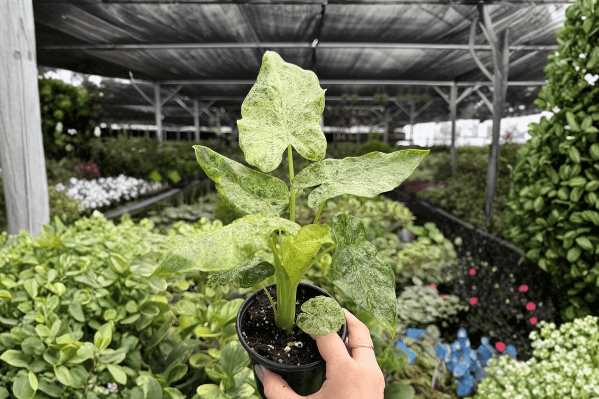 Alocasia Odora Batik Snow Variegated - 2 Exact 4-Inch Pot Plants (Live)