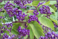 Purple Beautyberry Issai Live Plant 3 Gallon | Callicarpa dichotoma Berry Shrub