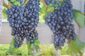 Mars Seedless Grape Vine 1 Gal Live Plant – Vitis Mars Seedless