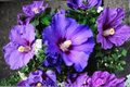 Purple Giant Hibiscus Seeds - 10 Seeds for Indoor Pot or Outdoor Garden