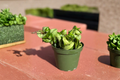 Hoya Compacta Hindu Rope Plant - Rooted Starter Cutting Indoor Trailing Houseplant
