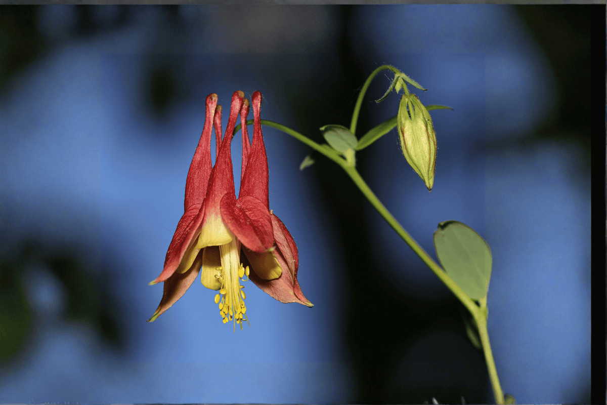 Western Columbine Aquilegia formosa 1-Gallon Live Plant