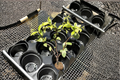 Variegated Confederate Jasmine Starter Cutting Vine - Trachelospermum jasminoides