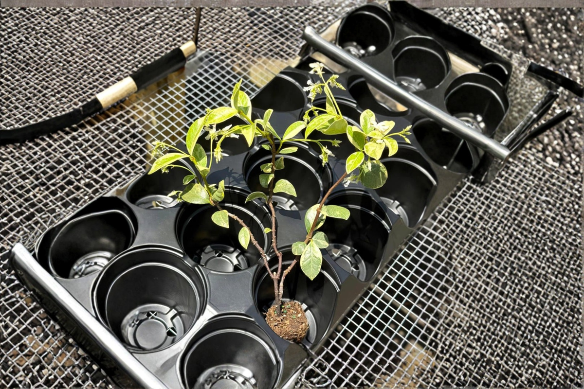 Variegated Confederate Jasmine Starter Cutting Vine - Trachelospermum jasminoides