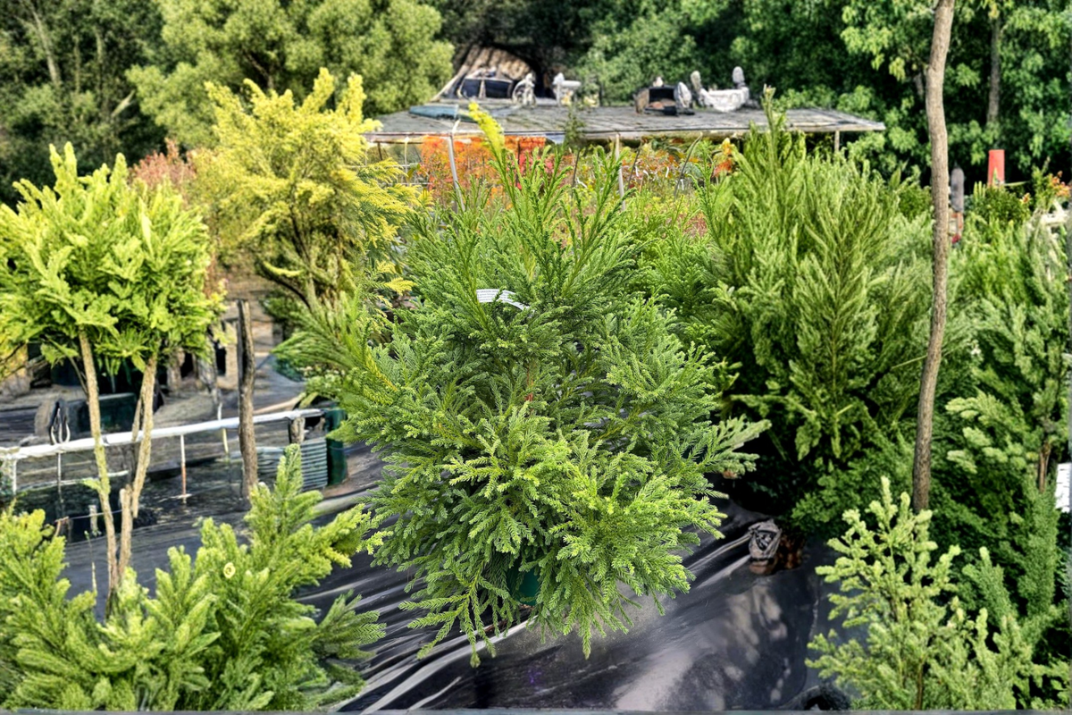 Gyokuryu Japanese Cedar Cryptomeria japonica ‘Gyokuryu’ – 2 Gallon Live Plant