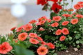 Colibri Tangerine Million Bells Calibrachoa 1 Live Plant – 4-Inch Pot