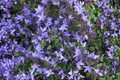 Serbian Bellflower Campanula poscharskyana - 4-Inch Pot Live Plant
