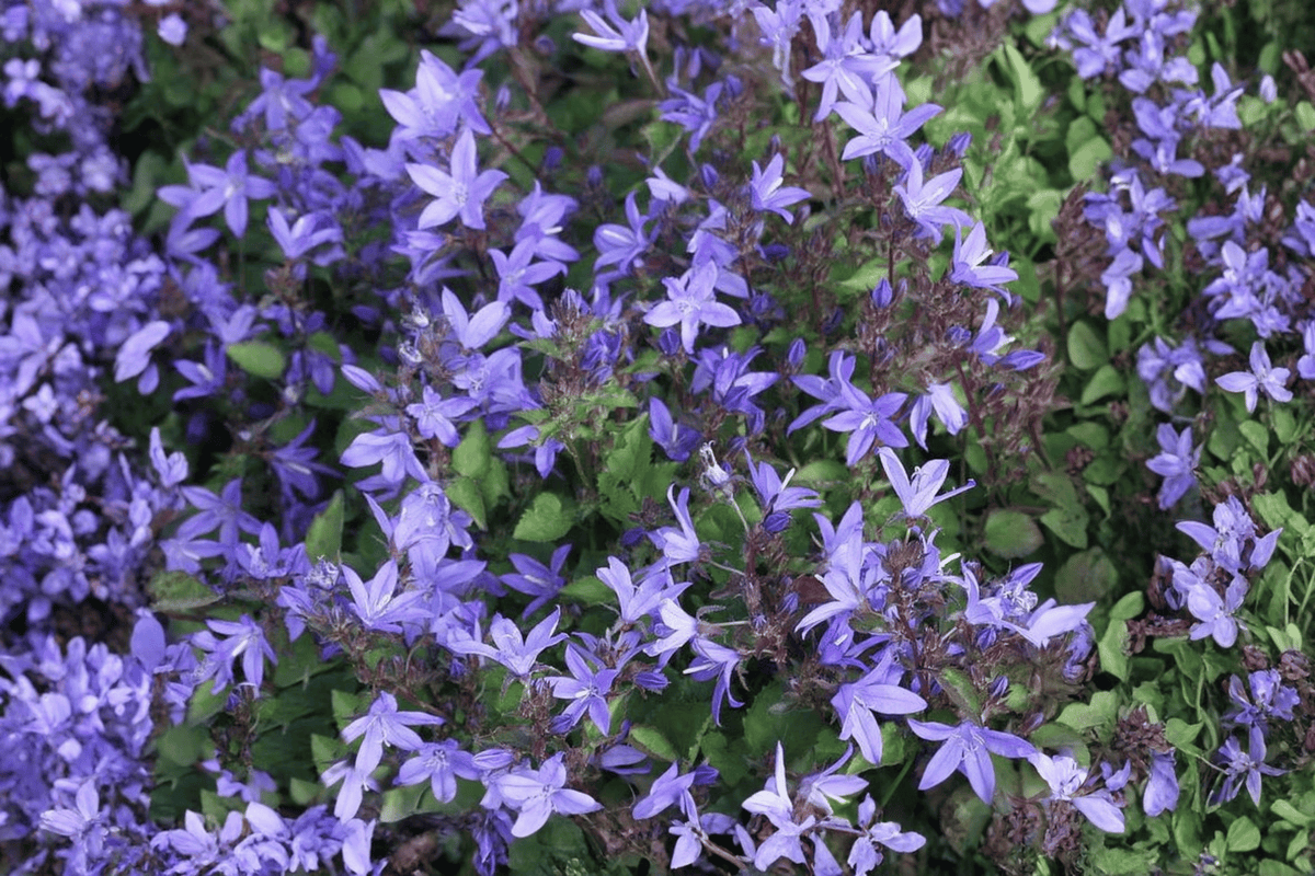 Serbian Bellflower Campanula poscharskyana - 4-Inch Pot Live Plant