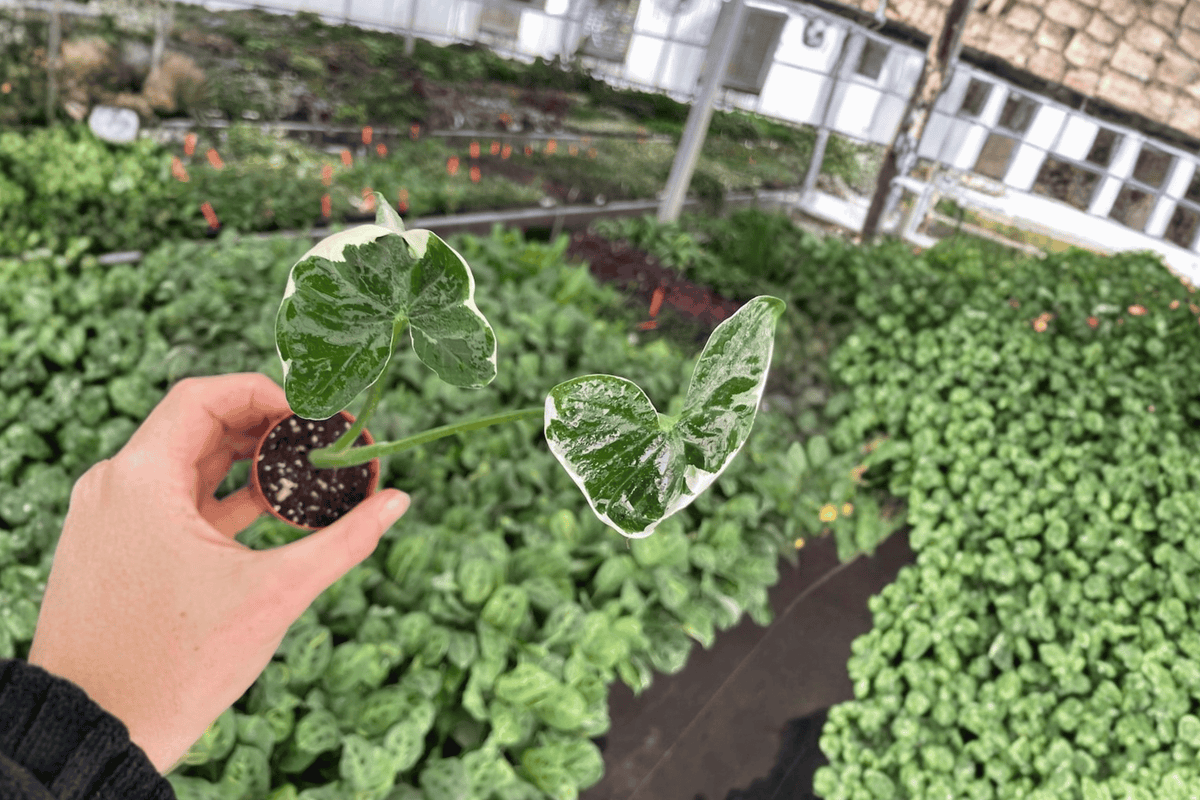 Alocasia Mickey Mouse Variegated Starter Plants (2) - 2-Inch Pots