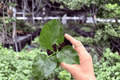 Jennie Lynn Hibiscus Starter Plants (2) – Hibiscus ‘Jennie Lynn’