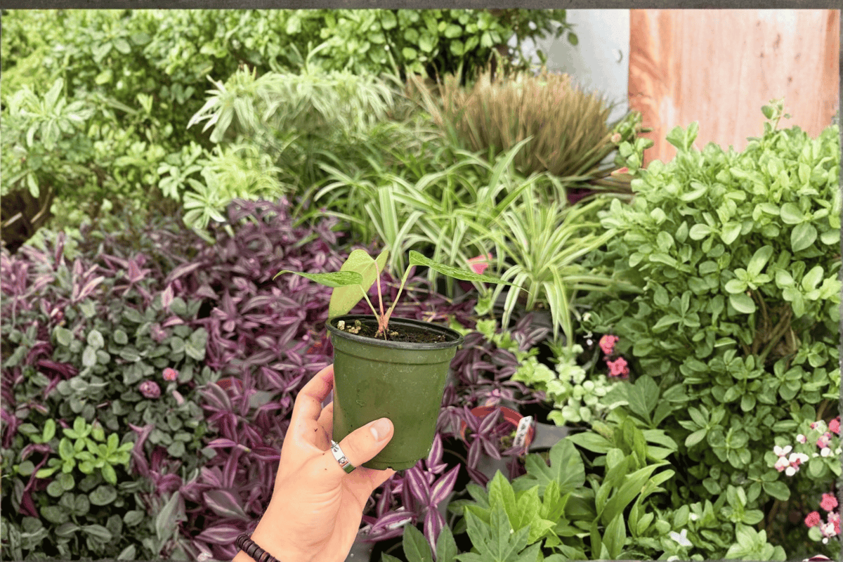 Anthurium FS x Blue Papi Live Plants - 2 Exact Plants in 4" Pot