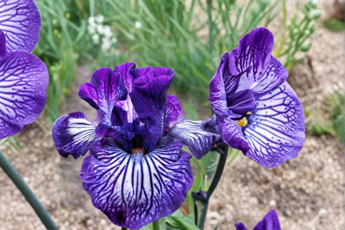 Bearded Iris Line Drive Bearded Iris Rhizomes – 3 Pack #1 Grade