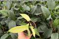 Philodendron Florida Ghost Mint - 2 Bare Root Live Plants, 4-Inch Pot Size