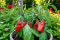 Red Ghost Bhut Jolokia Pepper Plants (Capsicum chinense) – 3 Live Starter Plants, ~75+ Days Old