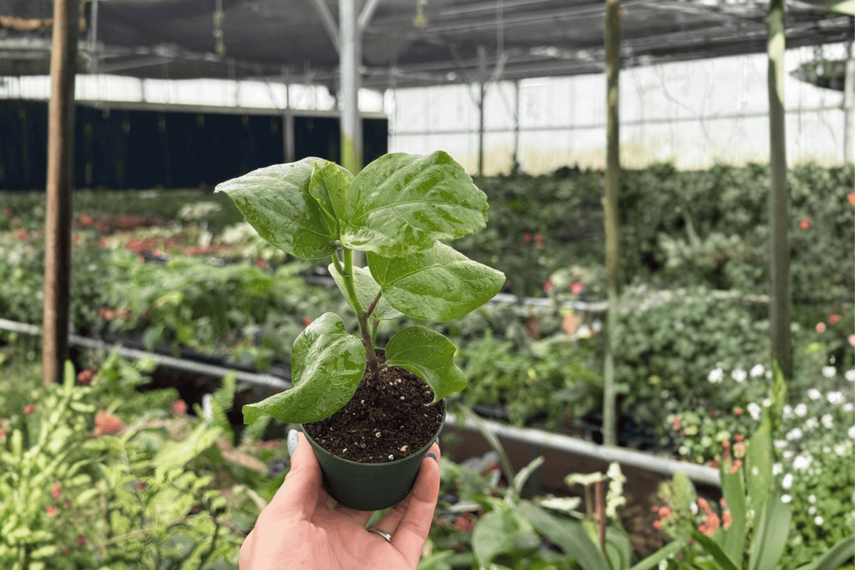 Red Planet Hibiscus - 2 Live Starter Plants, 2-Inch Pots, Bare Root (Hibiscus ‘Red Planet’)