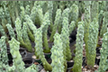 Boobie Cactus – Myrtillocactus geometrizans Live Plant in 4 Inch Pot
