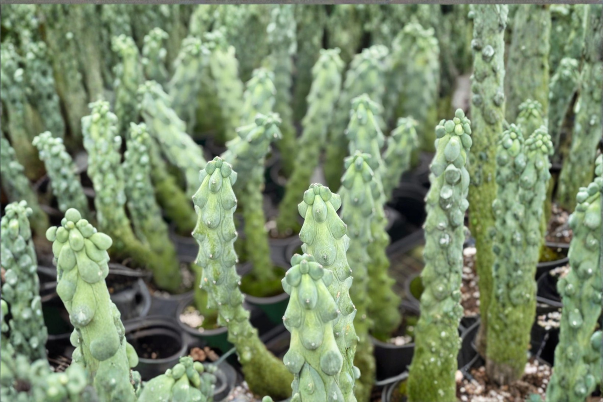 Boobie Cactus – Myrtillocactus geometrizans Live Plant in 4 Inch Pot