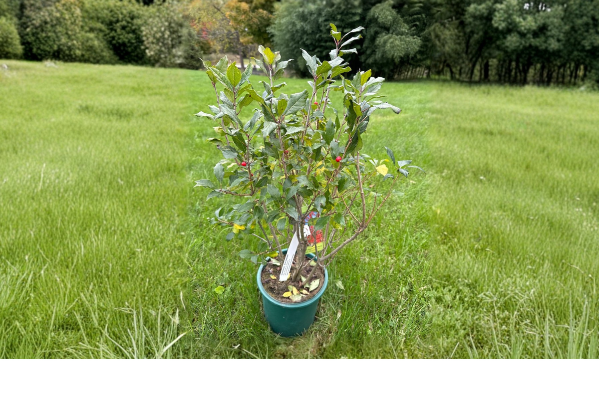Dwarf Winterberry Kennebago (Ilex verticillata) Live Plant, 2 Gallon Pot
