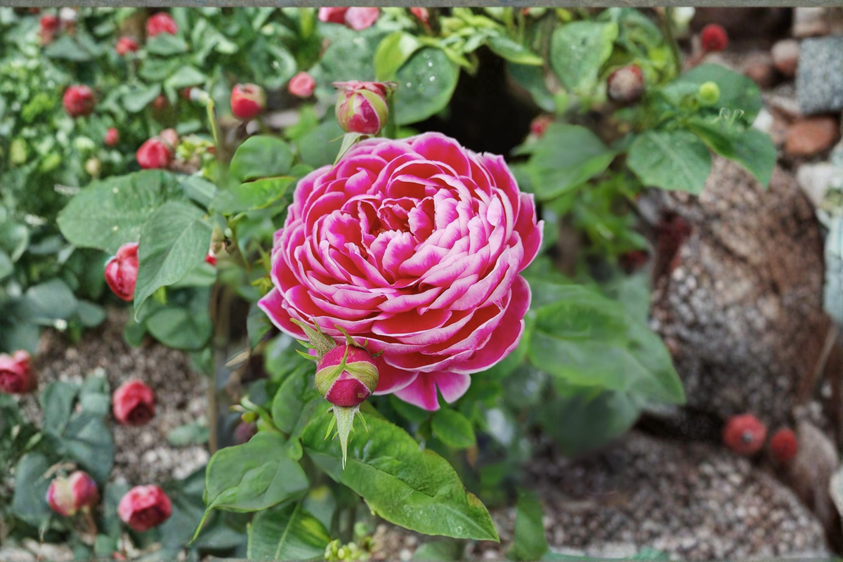 Pink and White Rose Bush Seeds - 20 Seeds for Indoor or Outdoor Growing