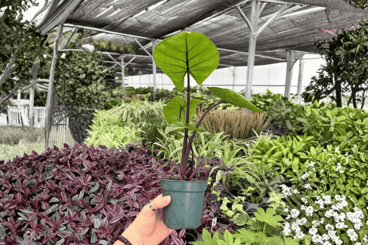 Alocasia Dark Star 2 Live Plants in 4-Inch Pots – Exact Plants Pictured