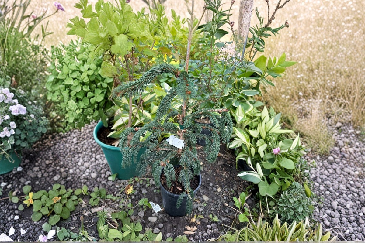 Weeping Blue Norway Spruce Picea abies ‘Weeping Blue’ Live Plant 12" 1-Gallon Pot