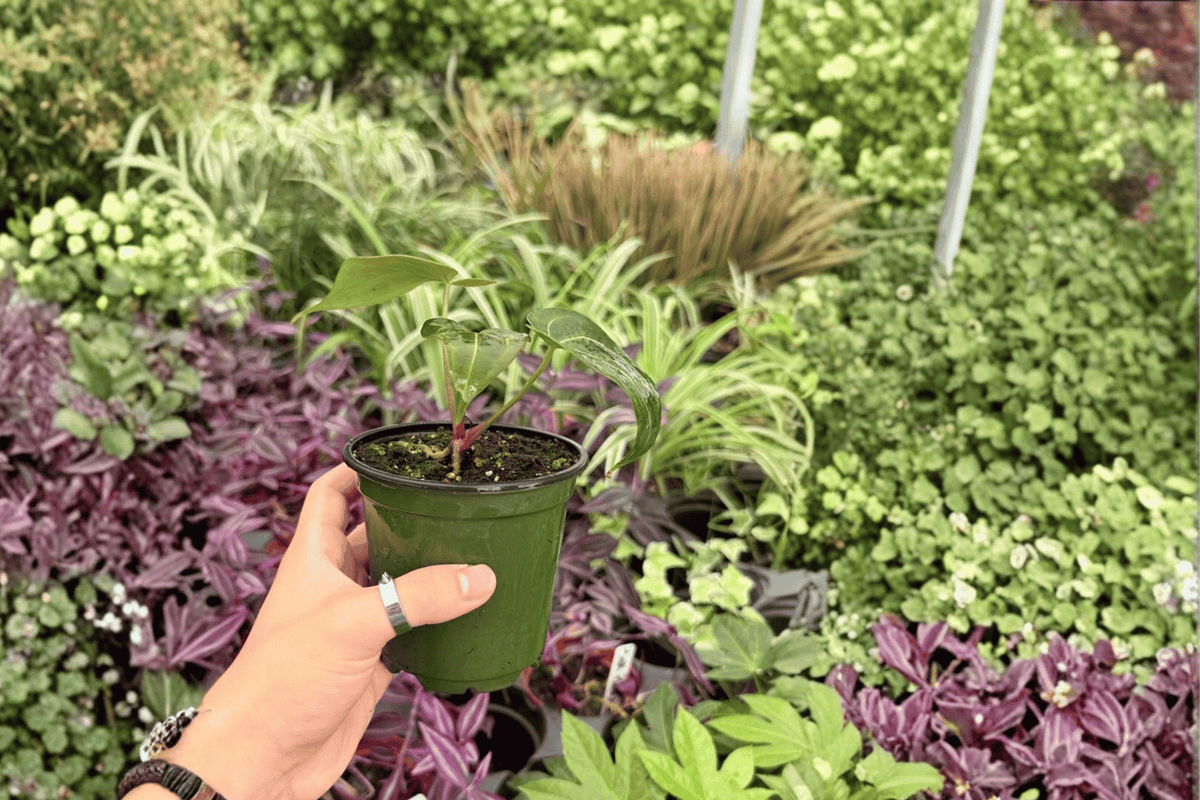 Anthurium Blue Papi x Red Stem - 2 Exact Live 4-Inch Pots