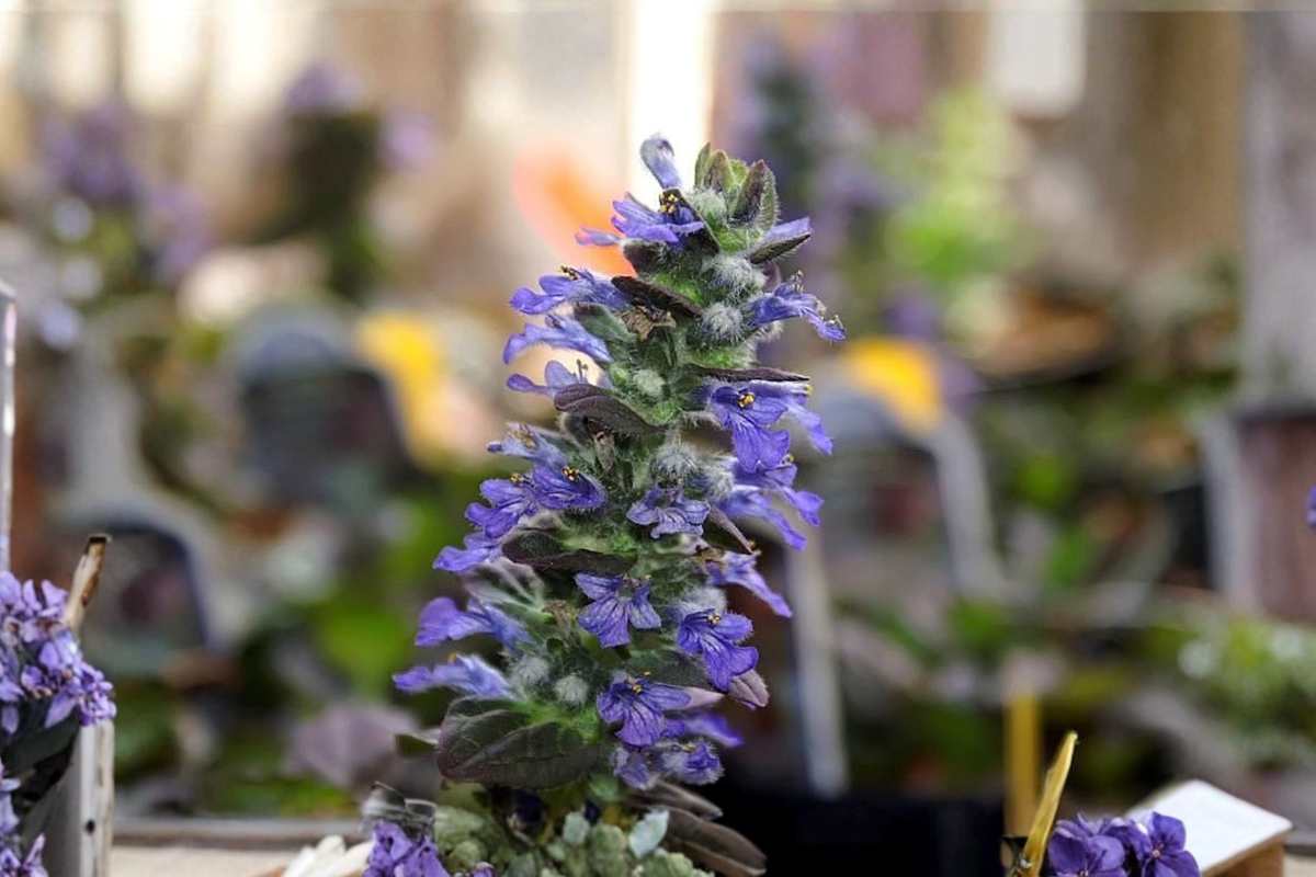 Ajuga Burgundy Glow Live Plants - 3 Rooted Starter Plants in 1 Qt Pots