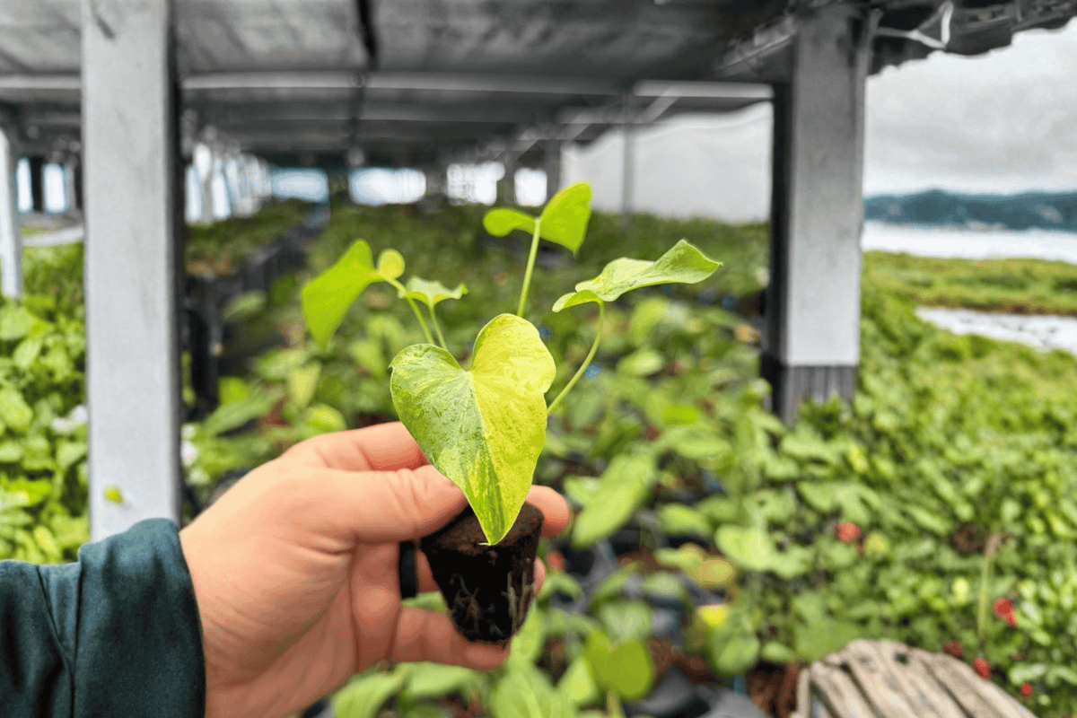 Philodendron Hope Aurea Variegated Starter Plants – 2 Bare-Root