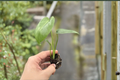Monstera Deliciosa Live Plant • Fully Rooted Starter Plant in 2-Inch Pot