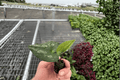 Asarum splendens ‘Quicksilver’ Starter Plants – 2-Pack, Bare Root