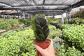ZZ Black Queen Live Plants (2) in 4-Inch Pots | Zamioculcas zamiifolia ‘Black Queen’