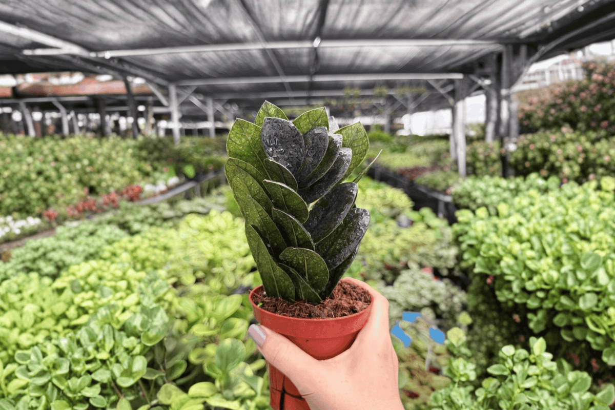 ZZ Black Queen Live Plants (2) in 4-Inch Pots | Zamioculcas zamiifolia ‘Black Queen’